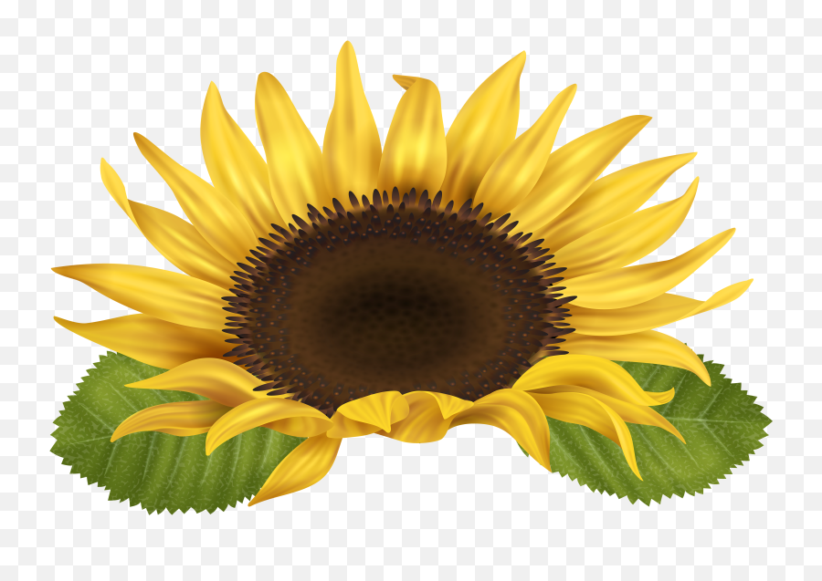 Sunflower Png - Sunflower Images Clip Art,Sunflower Png