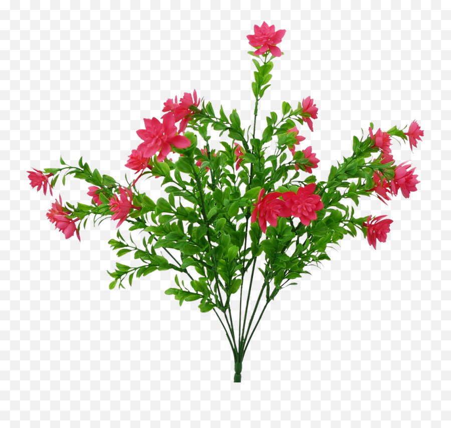 Pink Tea Flower Bush - Gilliflower Png,Flower Bush Png