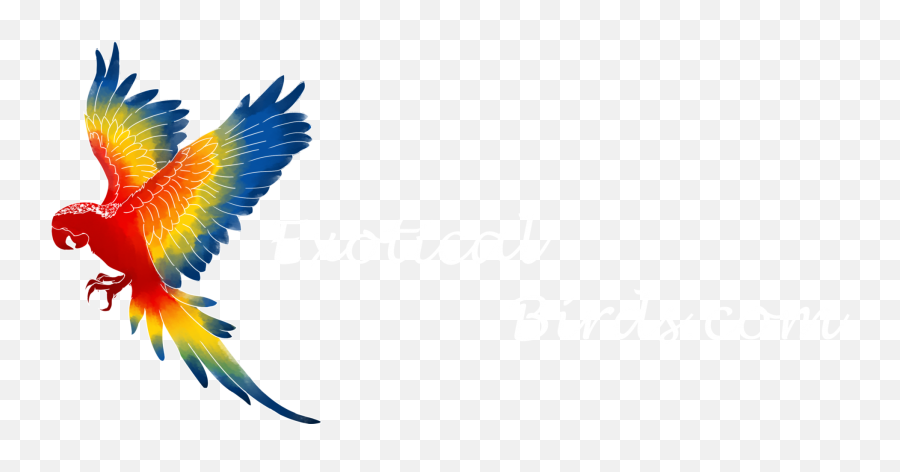 Brazilian Bird Png Transparent - Clipart Macaw Png,Bird Png