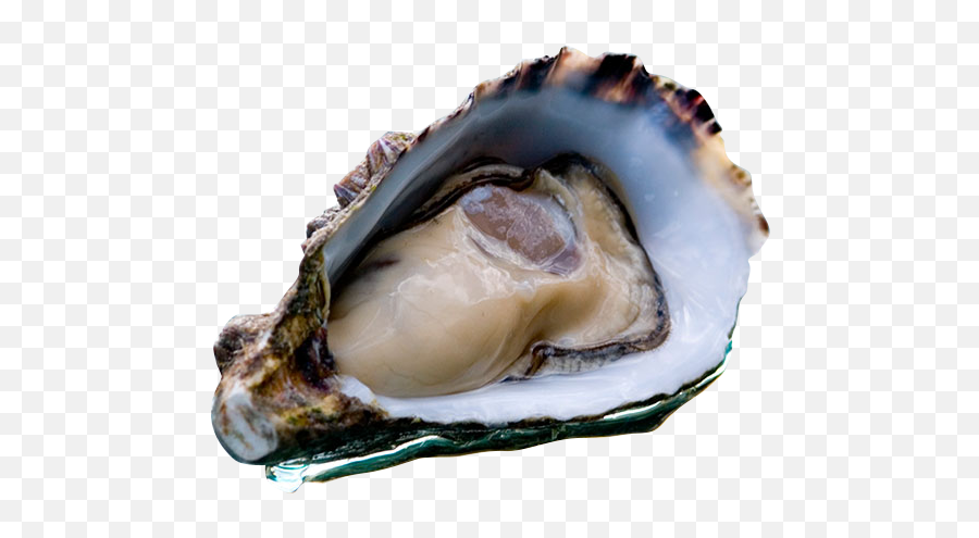 Oysters Png 2 Image - Oysters Png,Oysters Png