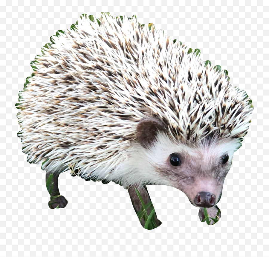 Hedgehog Hedgehogs Cute Sticker By Nataliamorfin84 - Domesticated Hedgehog Png,Hedgehog Transparent
