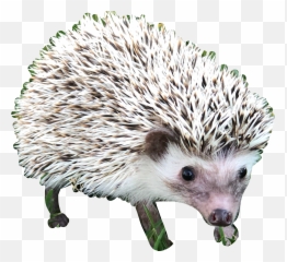 Hedgehog Hedgehogs Cute Sticker By Nataliamorfin84 - Domesticated Hedgehog png