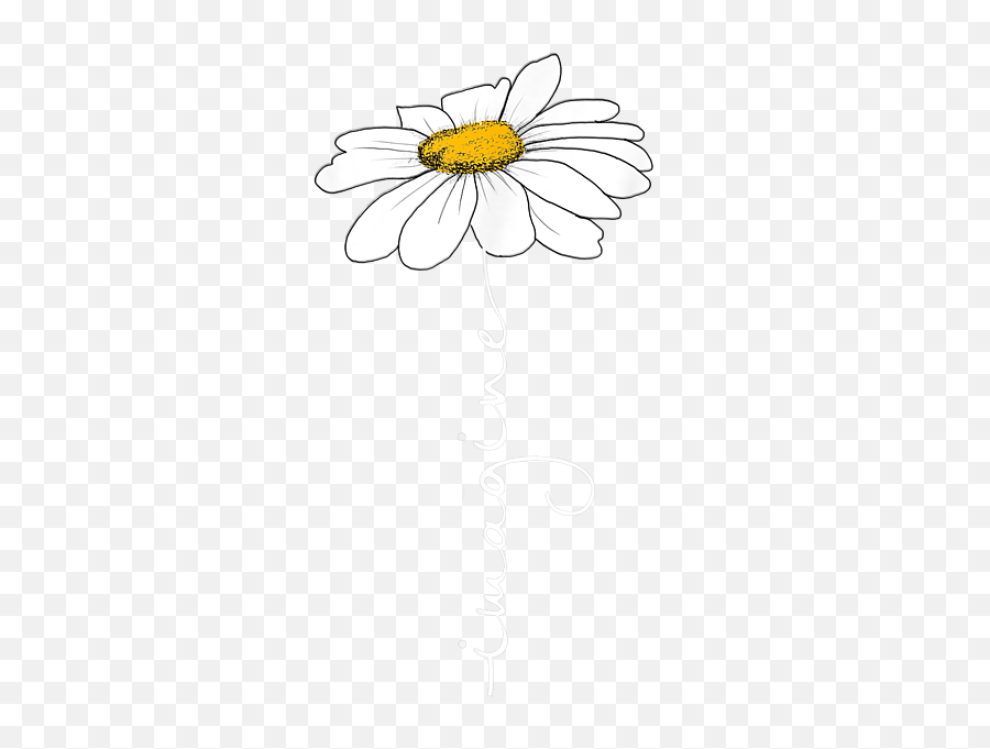 Download Oxeye Daisy Hd Png - Uokplrs Daisy Imagine,Daisies Png