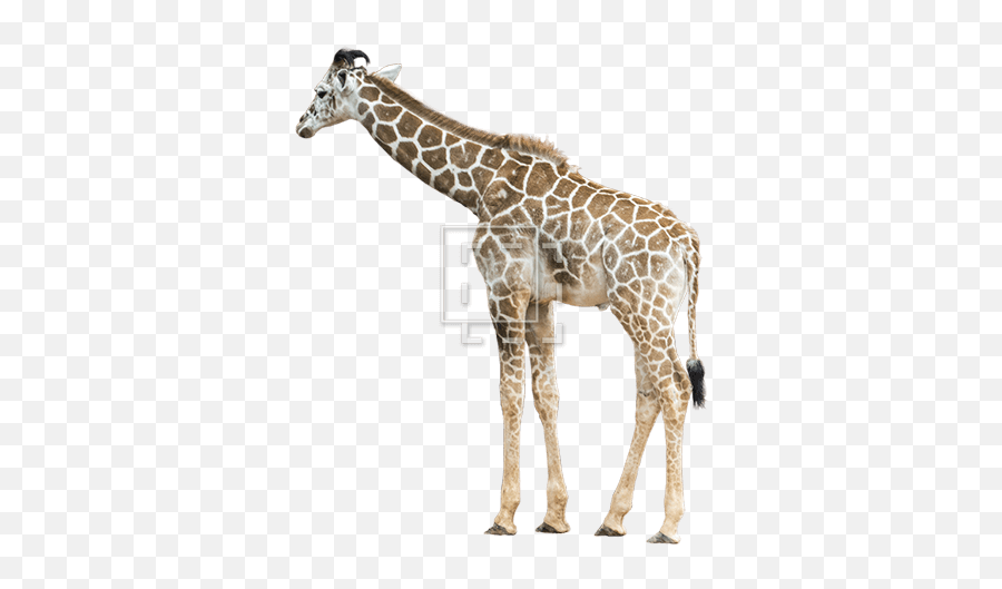 Juvenile Giraffe - Immediate Entourage Giraffe Photoshop Png,Giraffe Png