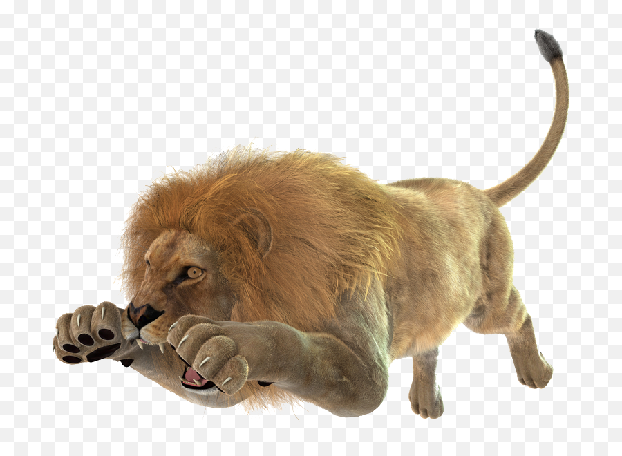Pin - Lion Attack White Background Png,Lion Transparent Background