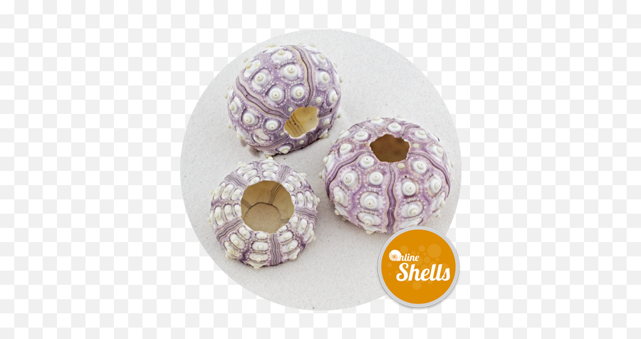 Sea Urchin - Sputnik Marine Arts Wholesale Shells Big Hole Bead Png,Sea Urchin Png