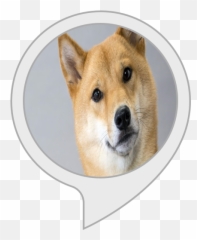 Amazoncom Shiba Inu Facts Alexa Skills - Shiba Inu Png,Shiba Inu Png