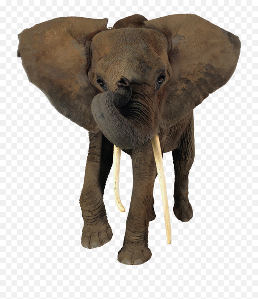 African Elephant Head Png - Transparent Background African Elephant Png,Elephant Transparent Background