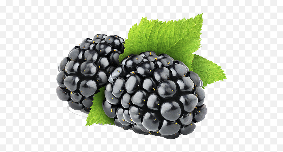 Pin - Black Berries Png,Blackberries Png