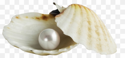 String Of Pearls Png - Royalty Free Stock Pearl Transparent Beach Shell Png