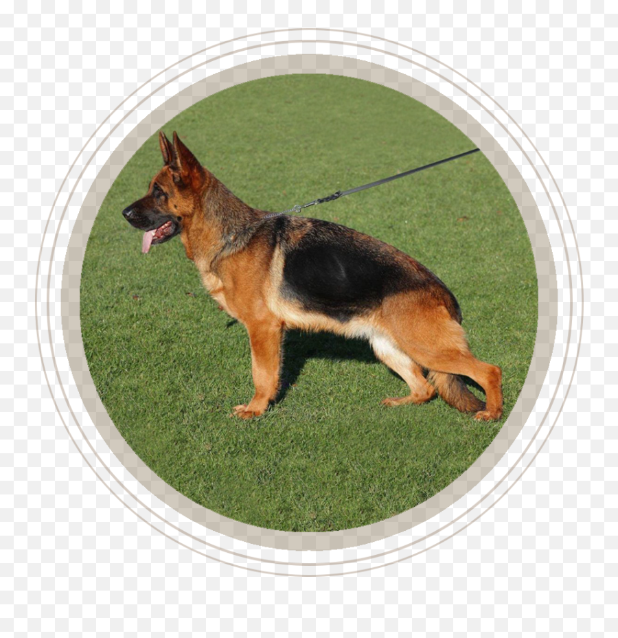 German Shepherd Puppies Dogs Sale Online Scams Alert By Best - Official Coast Guard Seal Png,German Shepherd Transparent