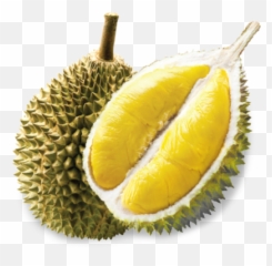 Png Durian - Kalori Serawa Durian,Durian Png