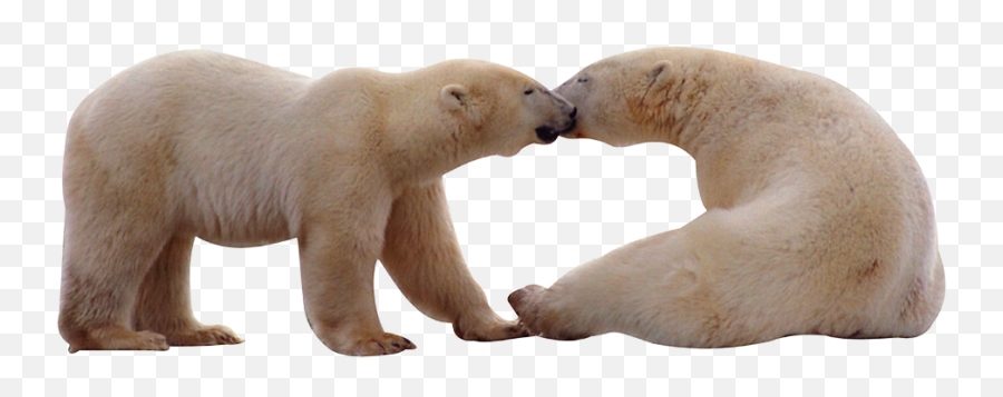 Polar Bear Png Icon - Polar Bear,Polar Bear Png