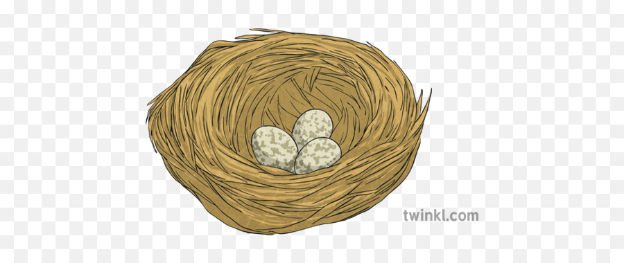 House Sparrow Nest Eggs Bird Science Ks2 Illustration - Twinkl Bird Nest Png,Nest Egg Icon