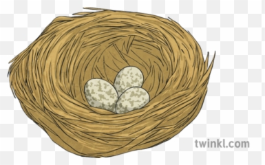 House Sparrow Nest Eggs Bird Science Ks2 Illustration - Twinkl png