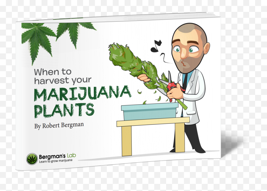 When To Harvest Your Marijuana Plants - Bergmanu0027s Lab Robert Bergman Weed Png,Marijuana Plant Png