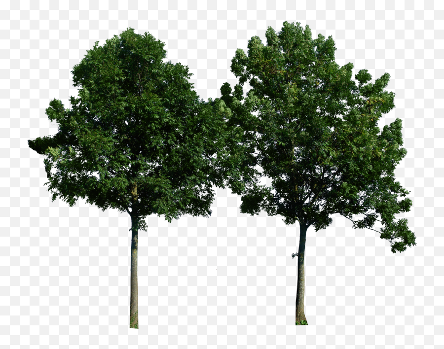 Big Tree File 6893 Kb Store - Tree Png Free Download,Big Tree Png
