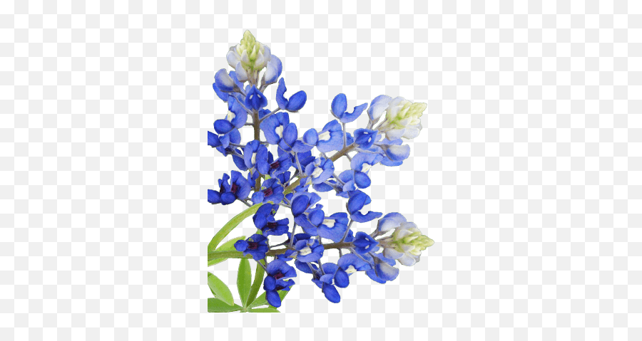 The Little Creamery - Flower Bluebonnet Transparent Background Png,Blue Bonnet Icon