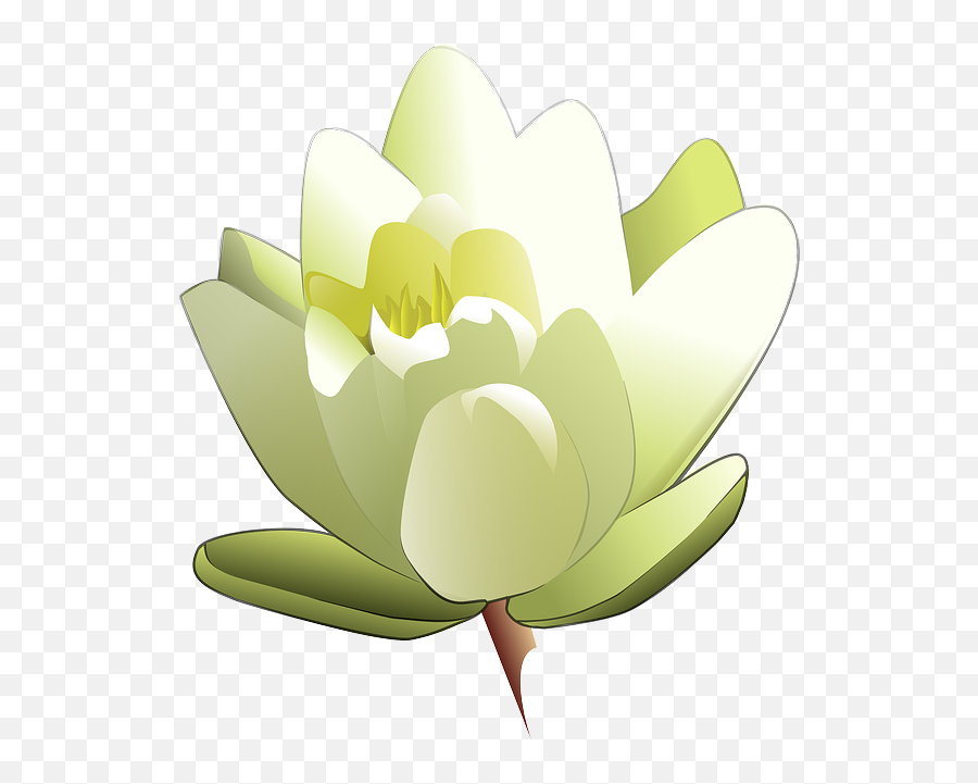 Now Taking Orders For Easter Lilies 4714 Pitmanumcorg - Water Lily Clipart Png,Easter Lily Png