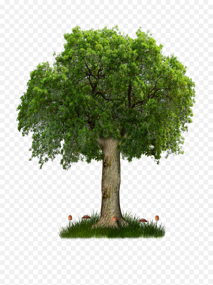 Trees Plan Transparent U0026 Png Clipart Free Download - Ywd High Resolution Tree Png,Trees Clipart Png
