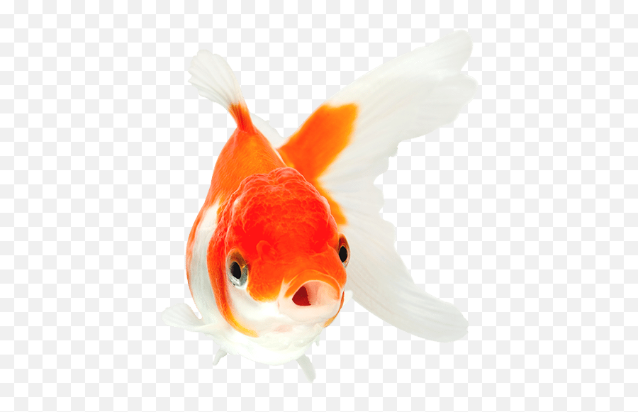 Aquarian Fish Food - Orange And White Goldfish Png,Fish Swimming Png