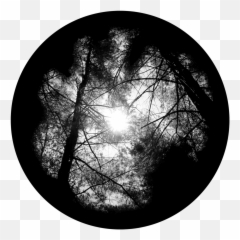 Apollo Forest Canopy - Sr0224 Canopy Gobo Png,Tree Canopy Png