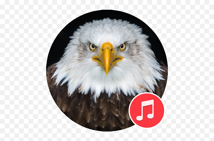Bald Eagle Sounds Apk 13 - Download Apk Latest Version Png,Eagle Head Icon