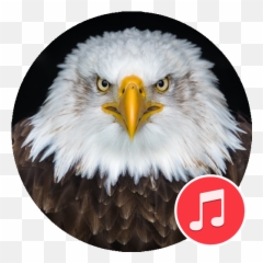 Bald Eagle Sounds Apk 13 - Download latest version png