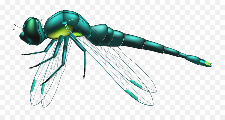 Download Picture Transparent Stock - Clipart Dragonfly Transparent Background Png,Dragonfly Png