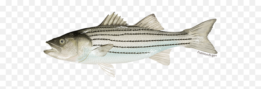 Atlantic Striped Bass - Striped Bass Png,Bass Fish Png