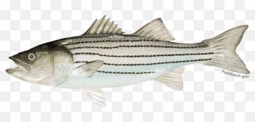 Atlantic Striped Bass - png