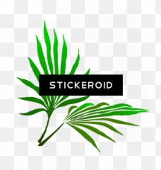 Palm Frond Clip Art - png