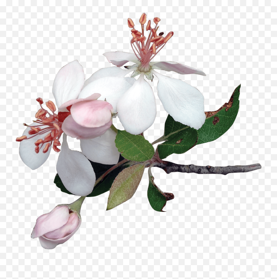 Magnolia Clipart Transparent Picture 1587787 - Apple Flower Png,Blossom Png