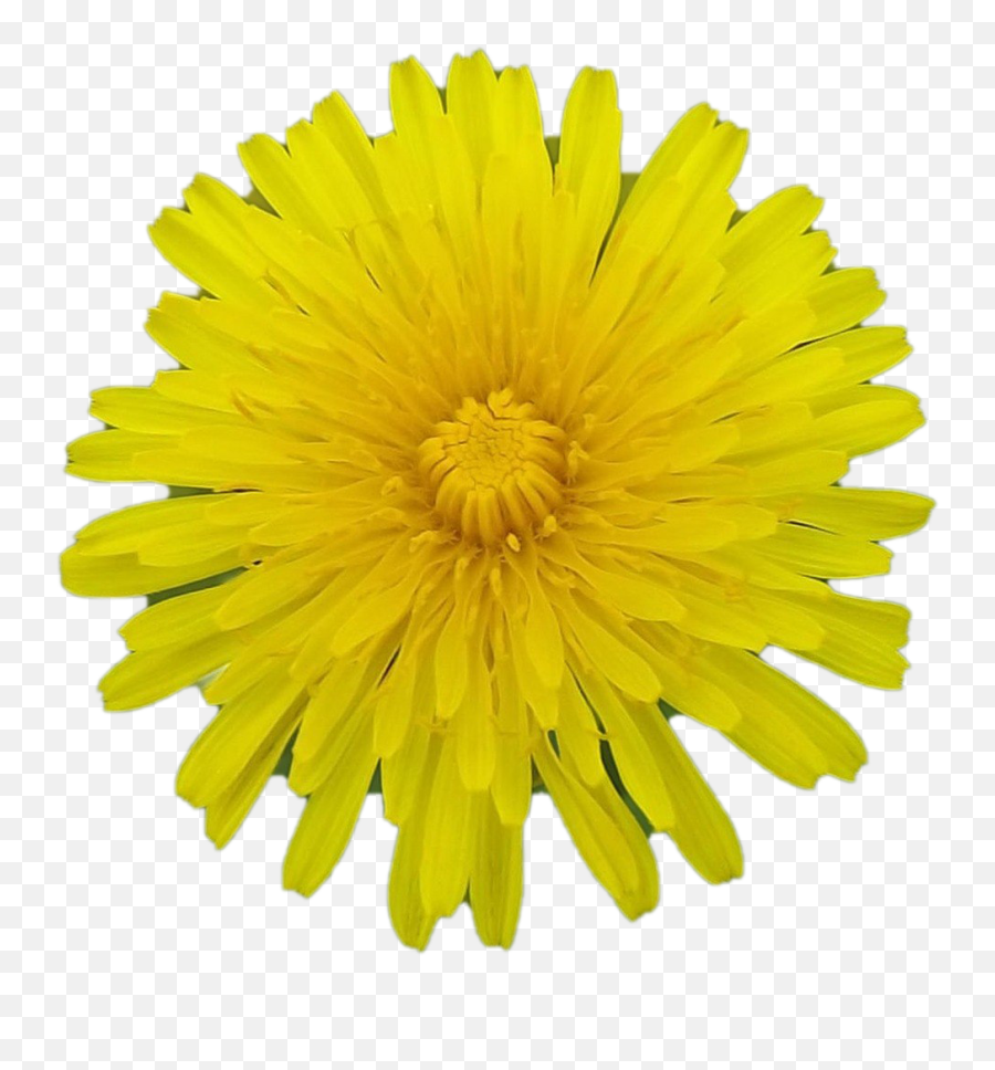 Png Images Transparent Background - Facebook Certified Meme,Dandelion Png