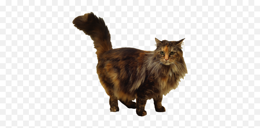Download Free Png Bomb Area Disposal Felix Cat Silhouette - Siamese Mancoon Cat,Felix The Cat Png