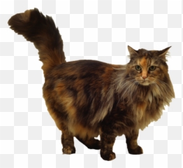 Download Free Png Bomb Area Disposal Felix Cat Silhouette - Siamese Mancoon Cat,Felix The Cat Png