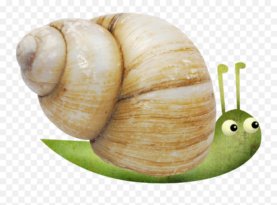 Snail Escargot Orthogastropoda - Small Snail Png Download Snail,Snail Png