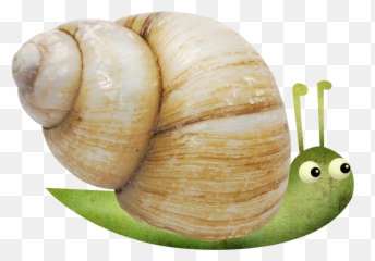 Snail Escargot Orthogastropoda - Small Snail Png Download Snail,Snail Png