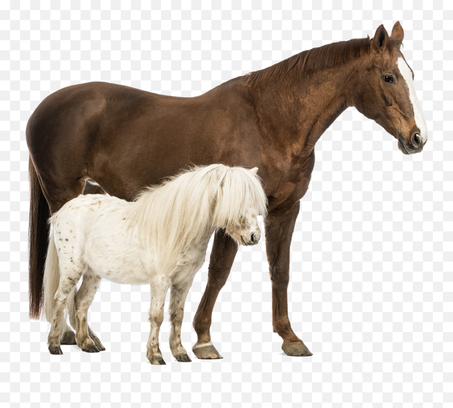 Shetland Pony Belgian Horse Welsh - Shetland Pony And Thoroughbred Png,Horses Png