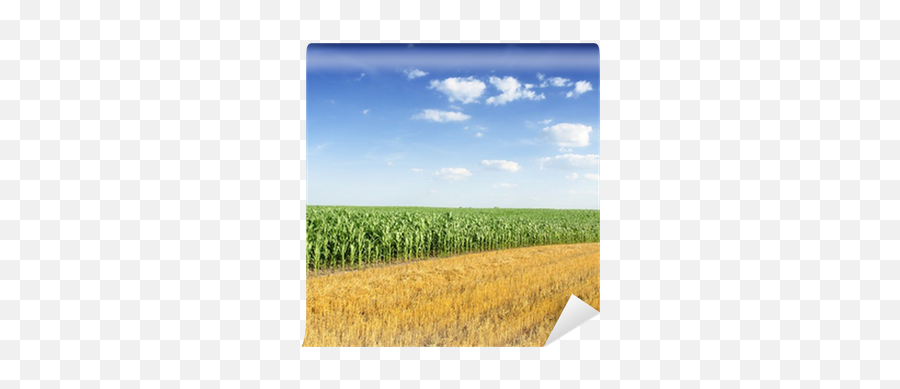 Corn Field Wall Mural U2022 Pixers - We Live To Change Field Png,Corn Field Png