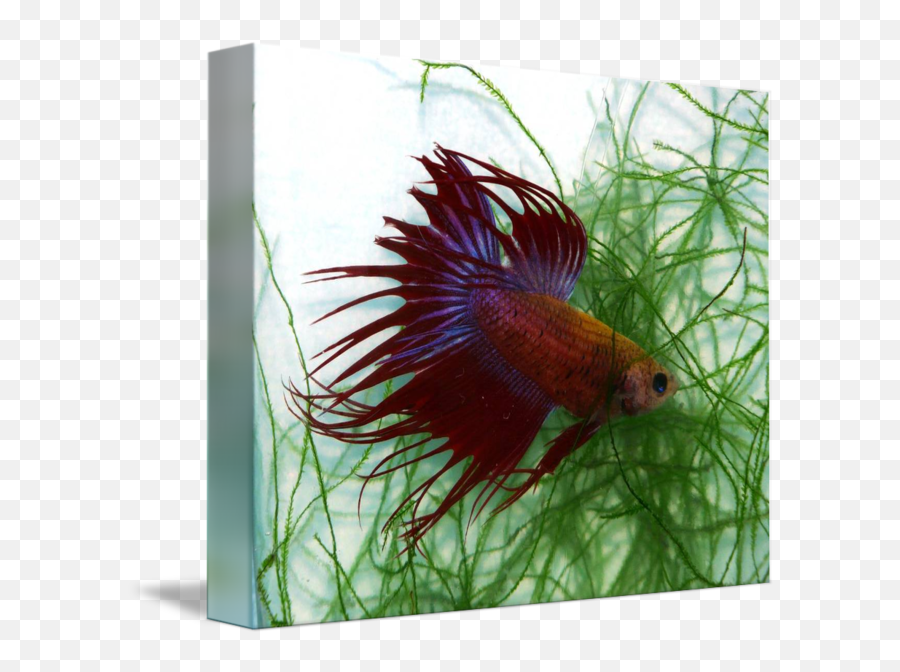 P Tricolored Crown Betta Fish Siamese Fight By Cindy Ford - Feather Fish For Aquarium Png,Betta Fish Png