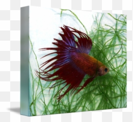 P Tricolored Crown Betta Fish Siamese Fight By Cindy Ford - Feather Fish For Aquarium Png,Betta Fish Png