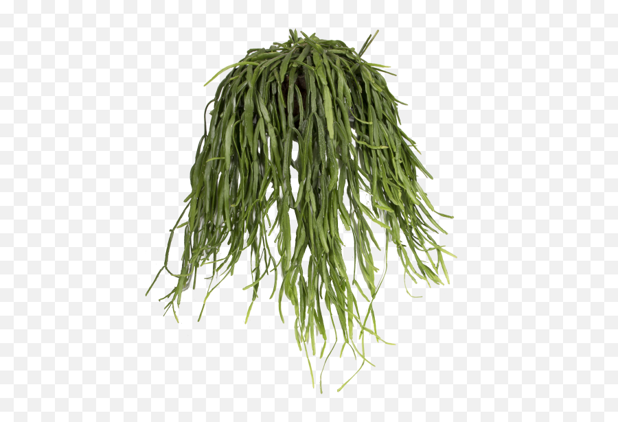 Elho - Rhipsalis Roseana Mistletoe Cactus Grass Png,Hanging Plants Png