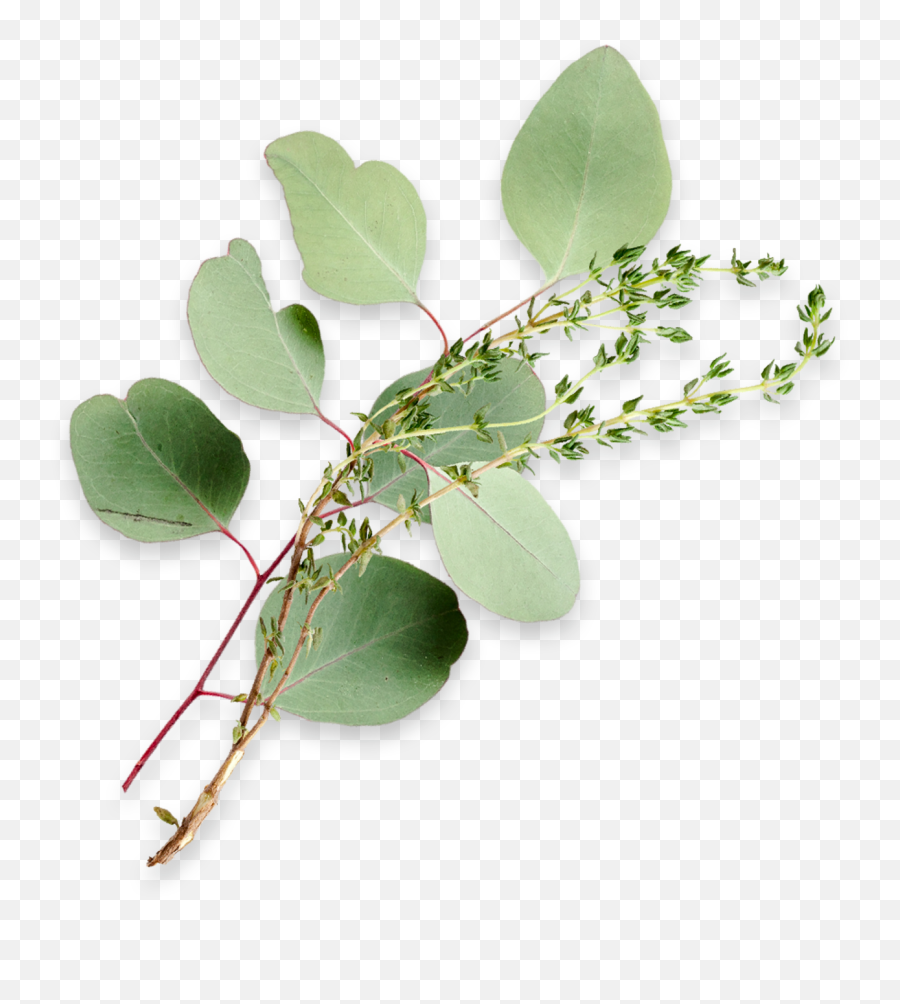 Lemon Leaf Thyme Nature - Inspired Scents Enviroscent Eucalyptus Leaves Png,Eucalyptus Leaves Png