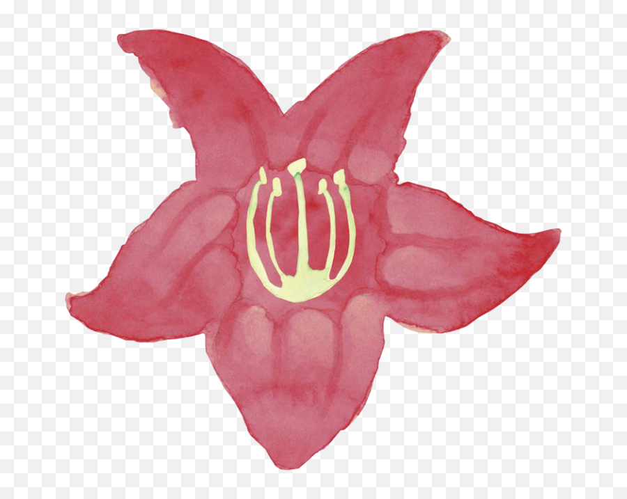 Kigelia Africana Fruit - Cosmetic Ingredient Zuplex Lily Png,African Tree Png