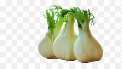Download Fennel Drawing Celery - Bulbo De Hinojo Png,Celery Png