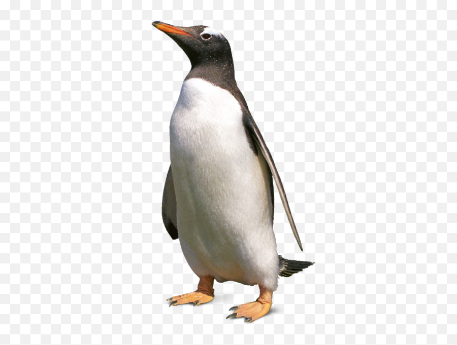 Tierpark Hellabrunn Gentoo Penguin - Gentoo Penguin Png,Penguin Transparent
