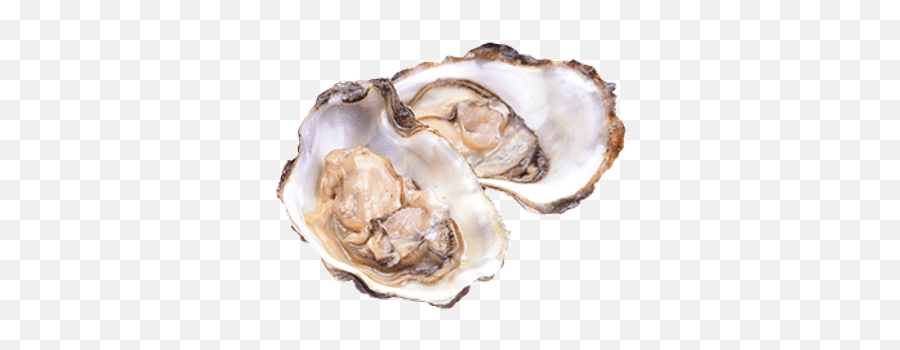 Open Oysters Transparent Png - Middle Layer Of Oyster Shell,Oysters Png