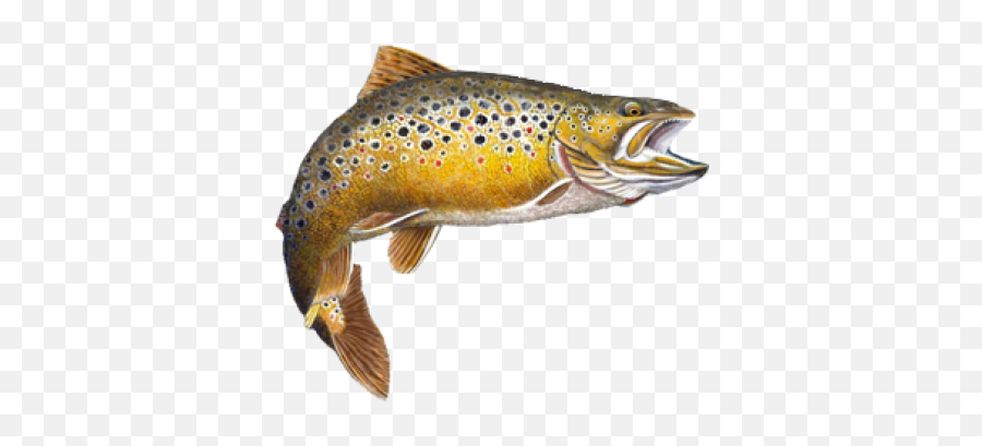 Png Trout Transparent - Brown Trout Transparent Background,Trout Png