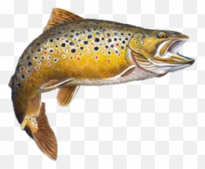 Png Trout Transparent - Brown Trout Transparent Background,Trout Png